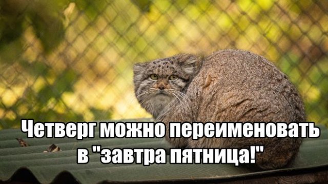 Трынделка - 10.07.2025