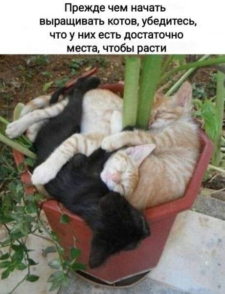 Лучшие шутки и мемы из Сети - 11.07.2025