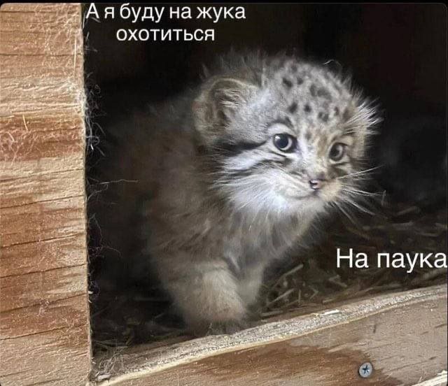 Смешные мемы - 14.07.2025
