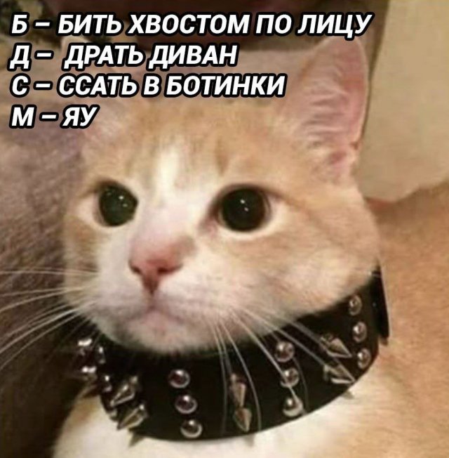 Смешные картинки - 14.07.2025