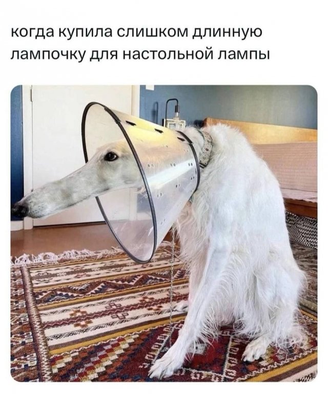 Смешные мемы - 15.07.2025
