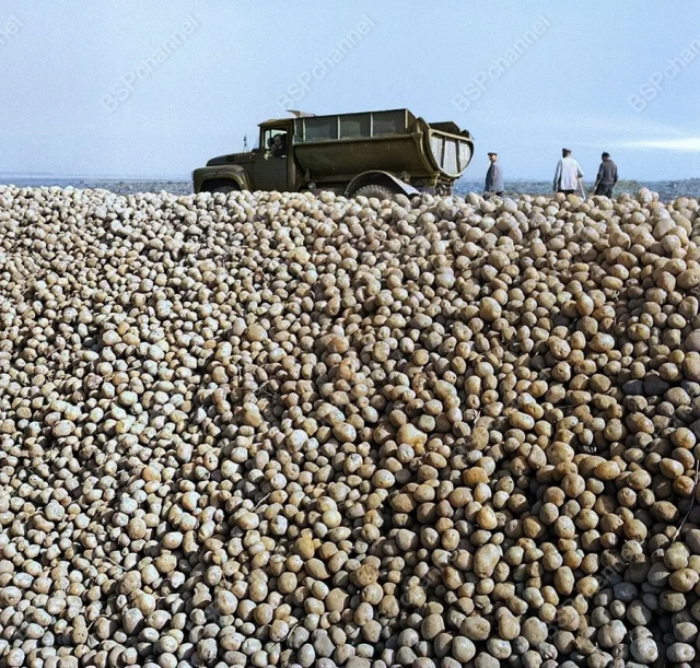 Урожай картофеля на совхозном поле. Минская область, 1971 год. Урожай картофеля на совхозном поле. Минская область, 1971 год.