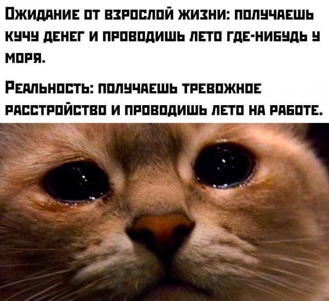 Подборка картинок. Вечерний выпуск - 16.07.2025