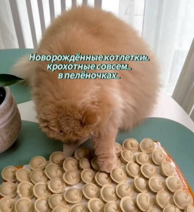 Смешные мемы - 17.07.2025