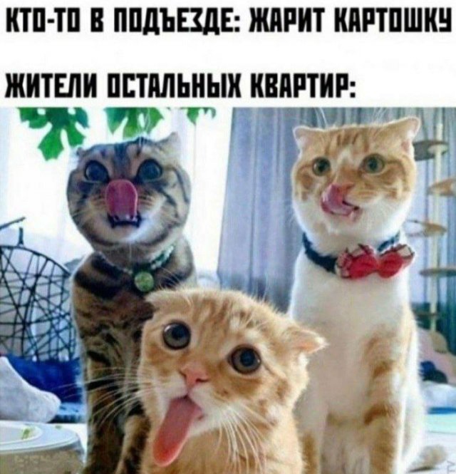 Смешные мемы - 17.07.2025