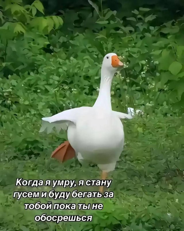 Смешные мемы - 17.07.2025