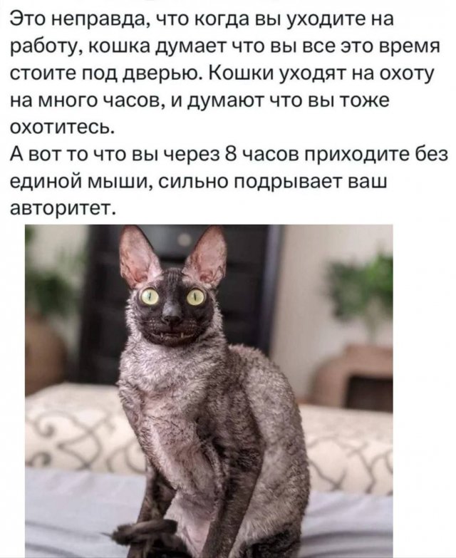 Лучшие шутки и мемы из Сети - 17.07.2025