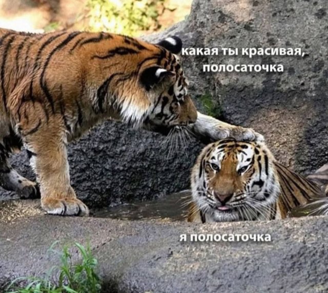 Лучшие шутки и мемы из Сети - 17.07.2025