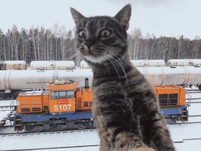 Работа для настоящих котов