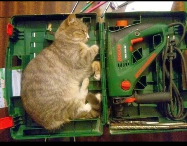 Трудовые котобудни