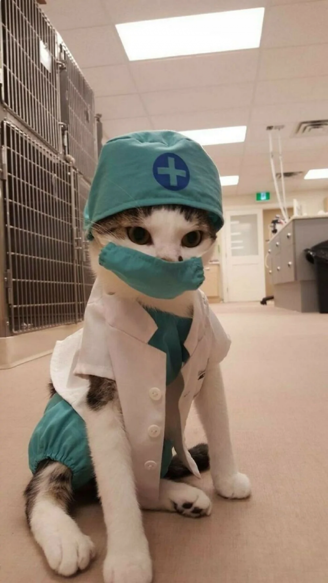 Котик-доктор! Что ж такого? Коти всякие нужны, коти всякие важны