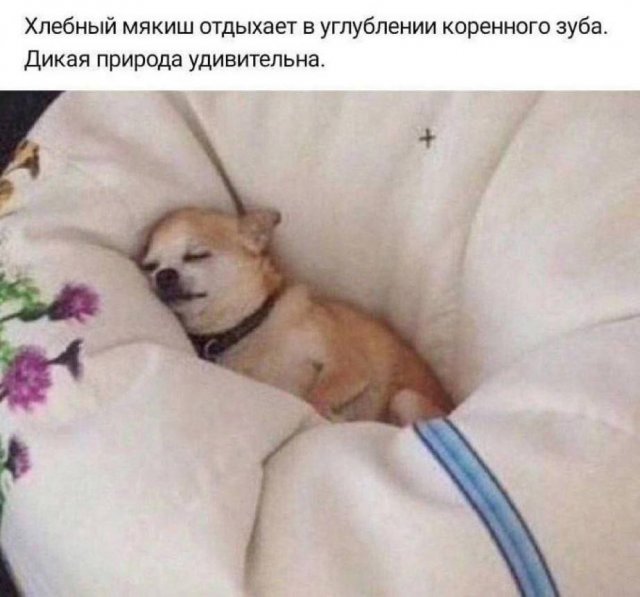 Смешные картинки - 18.07.2025
