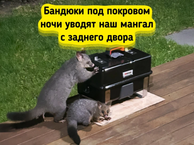 Интересные мелочи жизни в Австралии Интересные мелочи жизни в Австралии