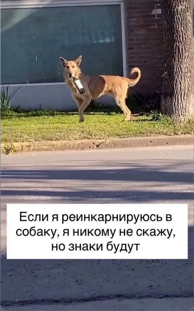 Смешные мемы - 25.07.2025