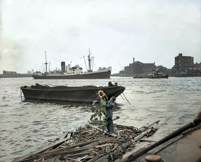 Подсолнух на Темзе. Лондон, 1955 год. Подсолнух на Темзе. Лондон, 1955 год.