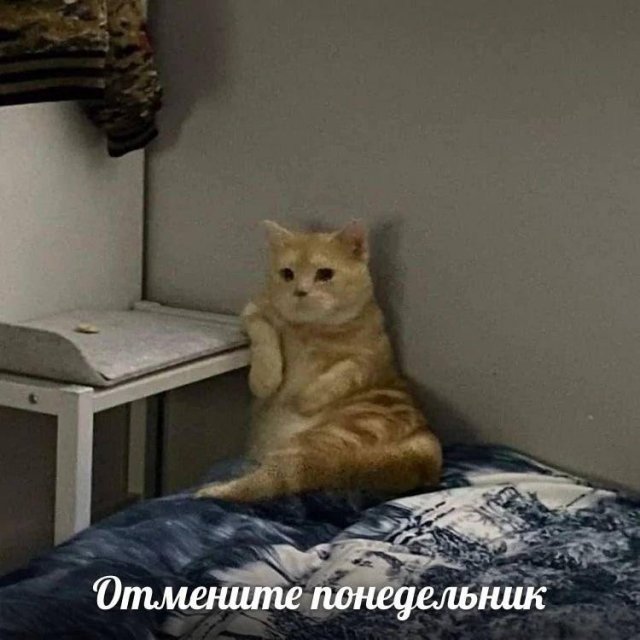 Смешные мемы - 28.07.2025