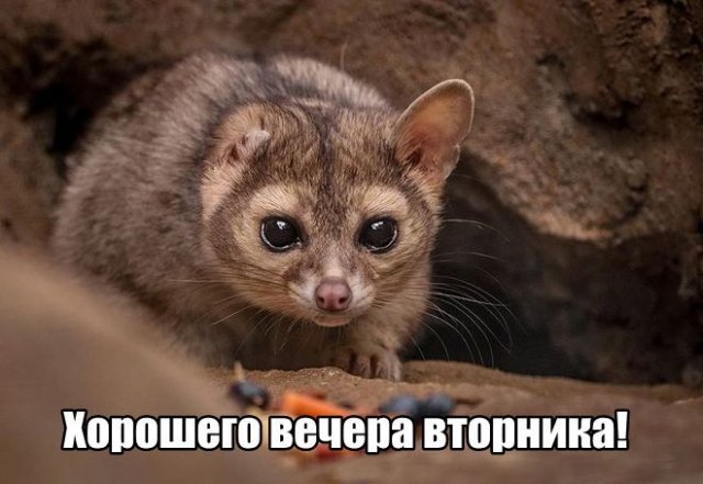 Трынделка - 29.07.2025
