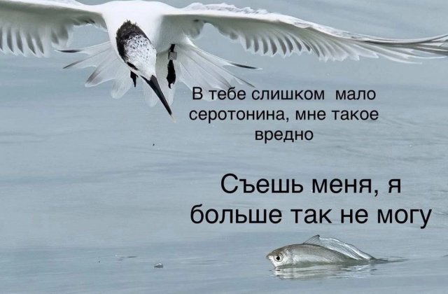 Смешные мемы - 29.07.2025
