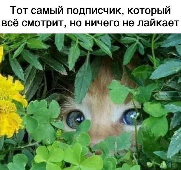 Смешные мемы - 29.07.2025