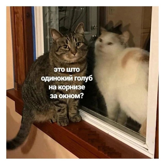 Смешные мемы - 29.07.2025