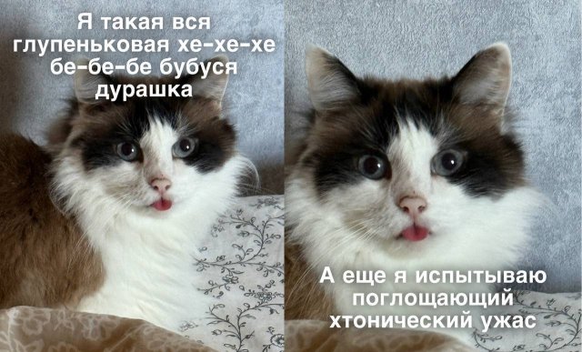Смешные картинки - 29.07.2025