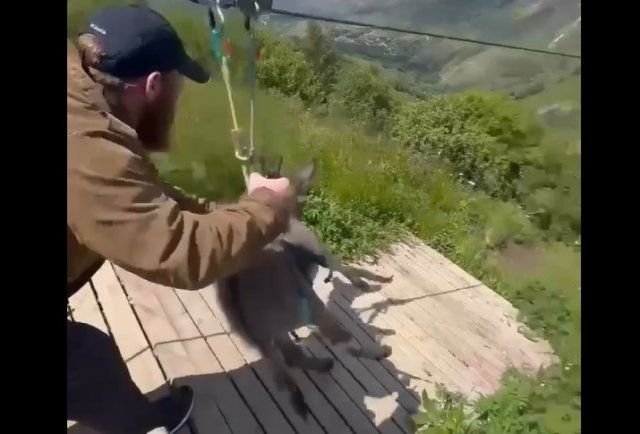 Осла запустили в полет на зип-лайне: и это вызвало негодование в соцсетях