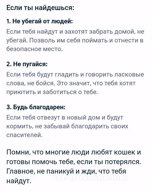 &quot;Что делать, если я котенок и потерялся?&quot;: развернутый ответ нейросети