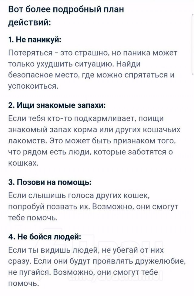 &quot;Что делать, если я котенок и потерялся?&quot;: развернутый ответ нейросети