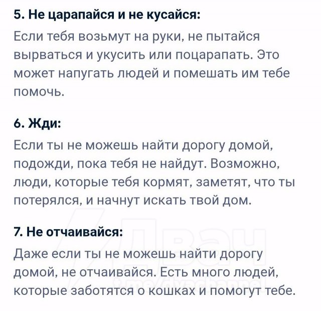 &quot;Что делать, если я котенок и потерялся?&quot;: развернутый ответ нейросети