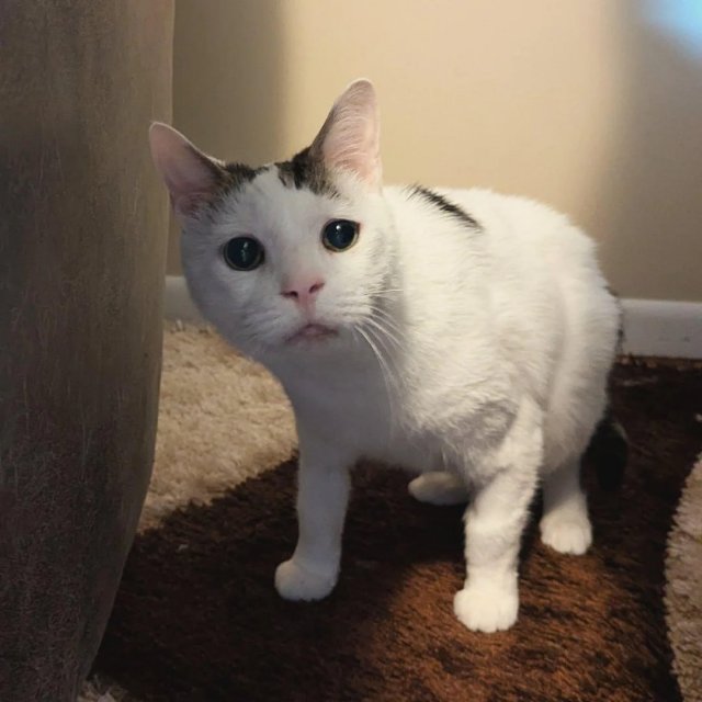 ПиДжей — самый невезучий кот на свете