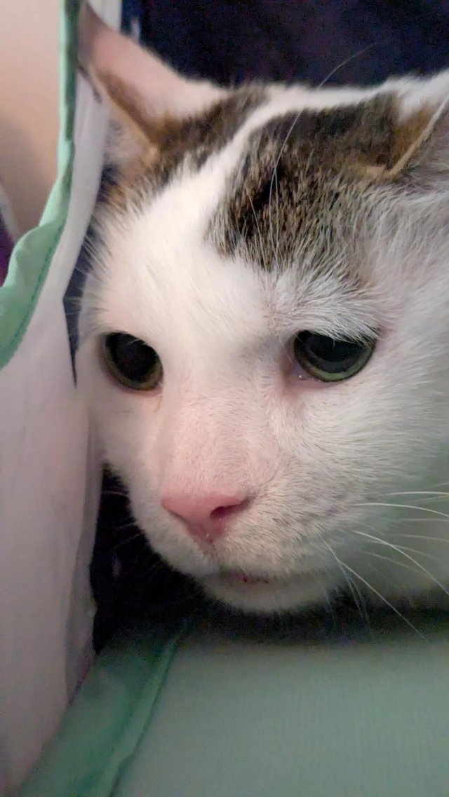 ПиДжей — самый невезучий кот на свете ПиДжей — самый невезучий кот на свете