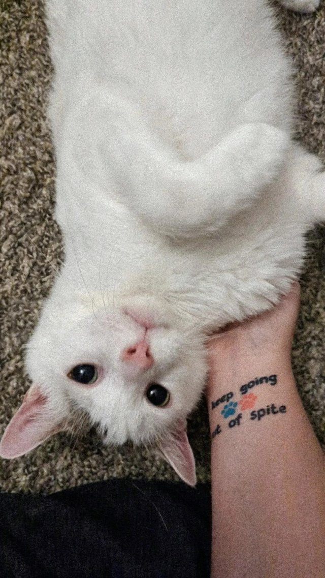 ПиДжей — самый невезучий кот на свете ПиДжей — самый невезучий кот на свете