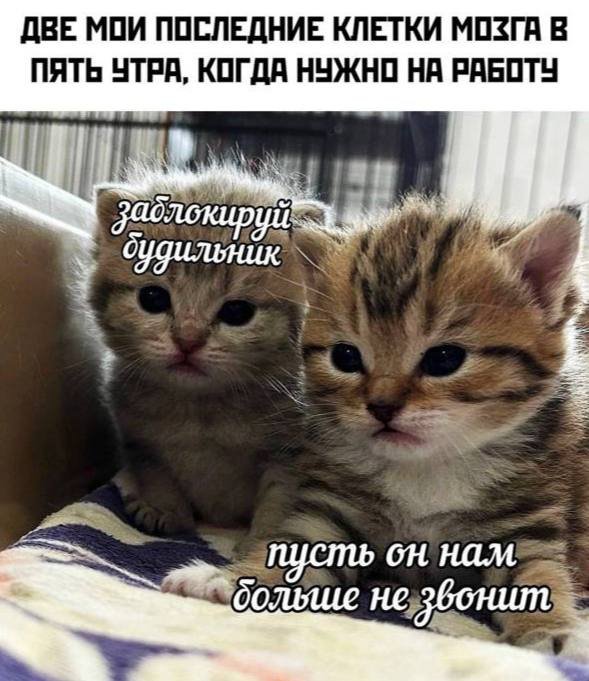 Смешные мемы - 31.07.2025