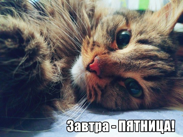 Трынделка - 31.07.2025