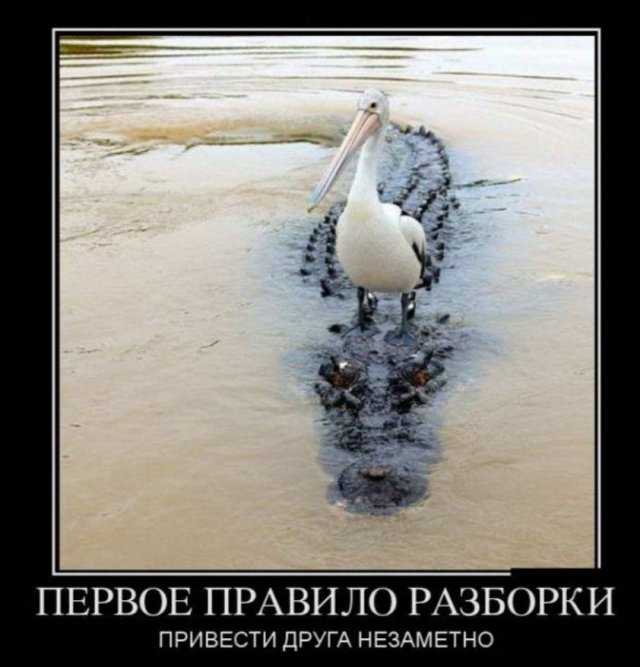 Демотиваторы - 01.08.2025