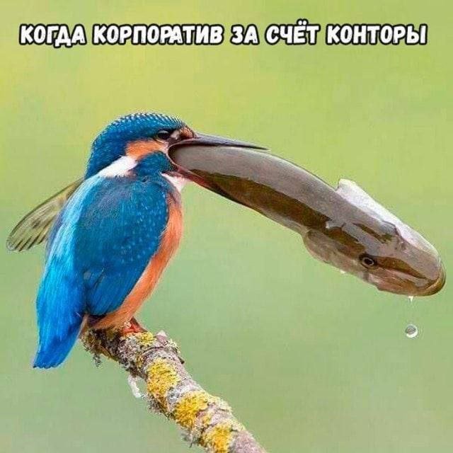Смешные картинки - 01.08.2025