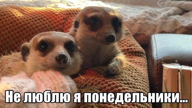 Трынделка - 04.08.2025