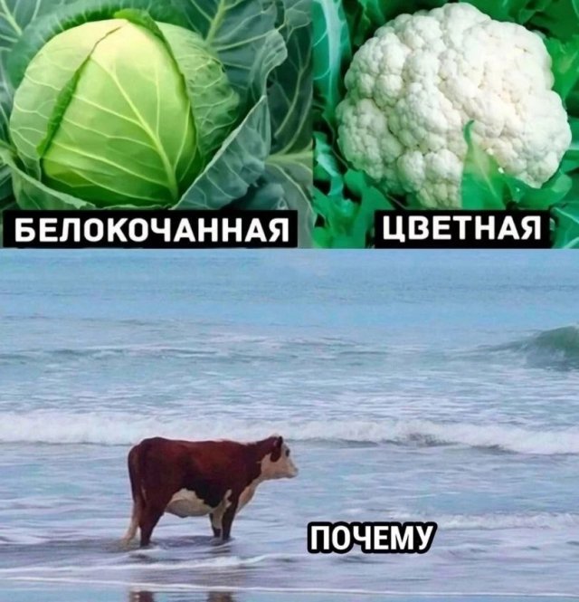Лучшие шутки и мемы из Сети - 06.08.2025