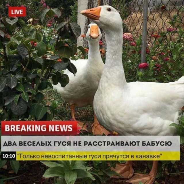 Лучшие шутки и мемы из Сети - 06.08.2025