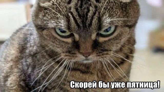 Трынделка - 07.08.2025