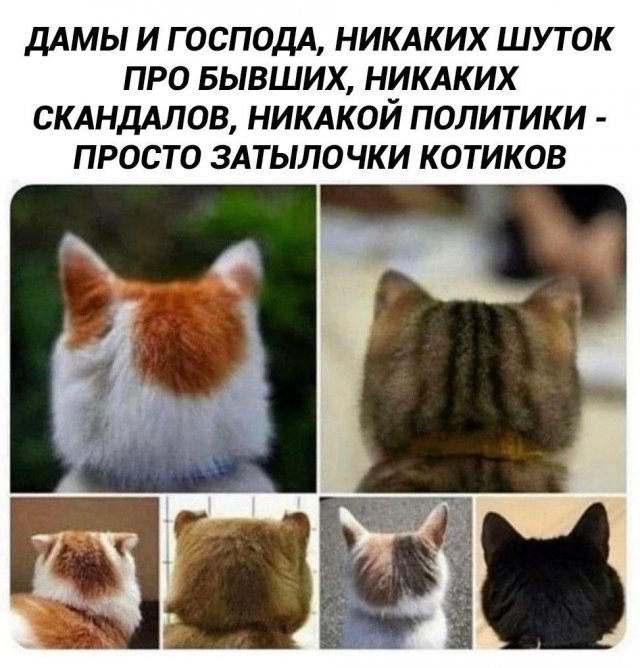 Лучшие шутки и мемы из Сети - 07.08.2025