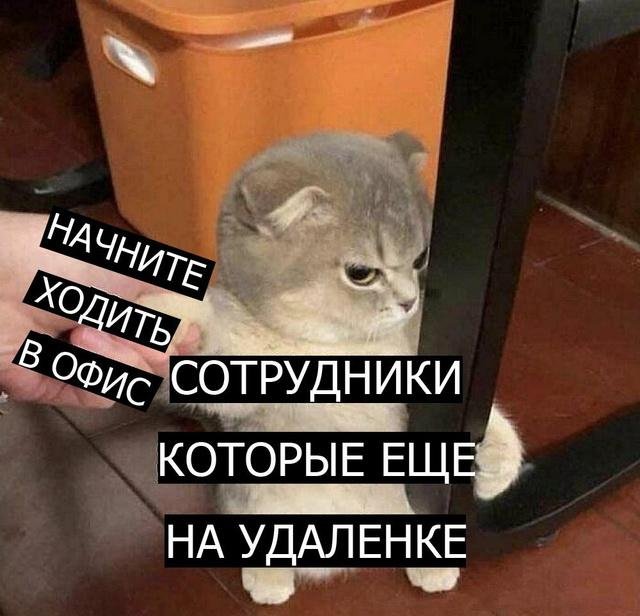 Смешные мемы про работу на удаленке и в офисе