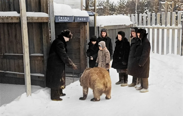 Дети играют с медвежонком из зверинца Дома пионеров. Ухта, 1957 год.