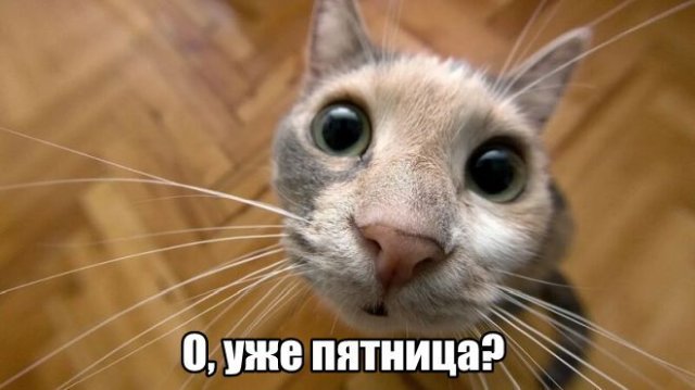 Трынделка - 08.08.2025