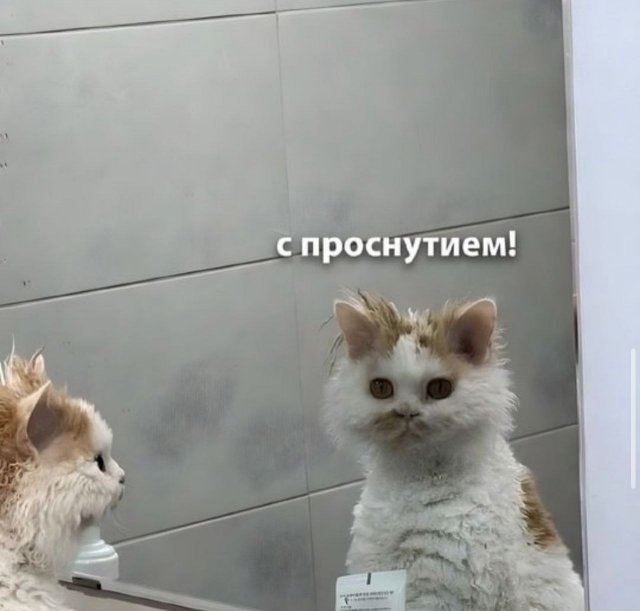 Лучшие шутки и мемы из Сети - 11.08.2025