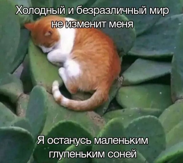 Лучшие шутки и мемы из Сети - 11.08.2025