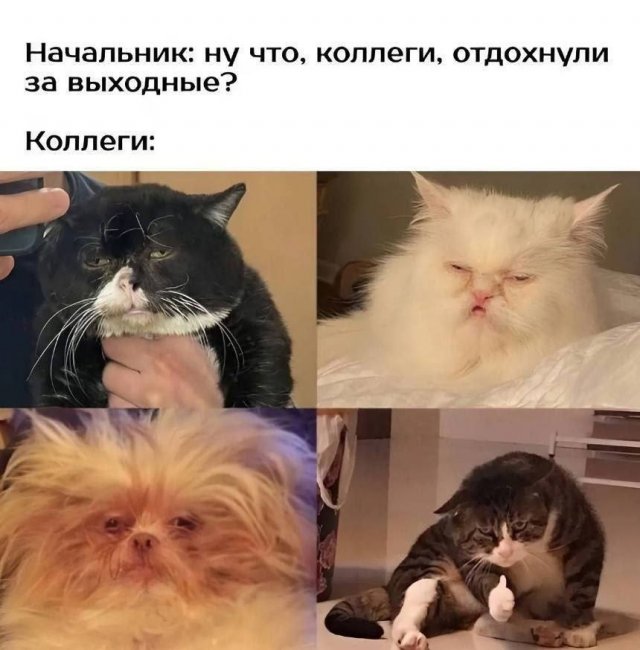 Смешные картинки - 12.08.2025