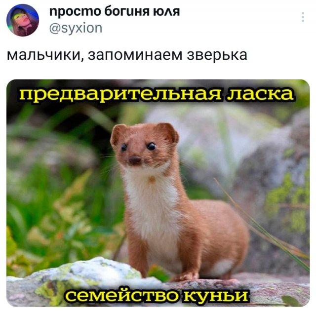 Подборка забавных твитов обо всем