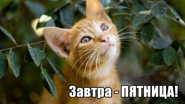 Трынделка - 14.08.2025