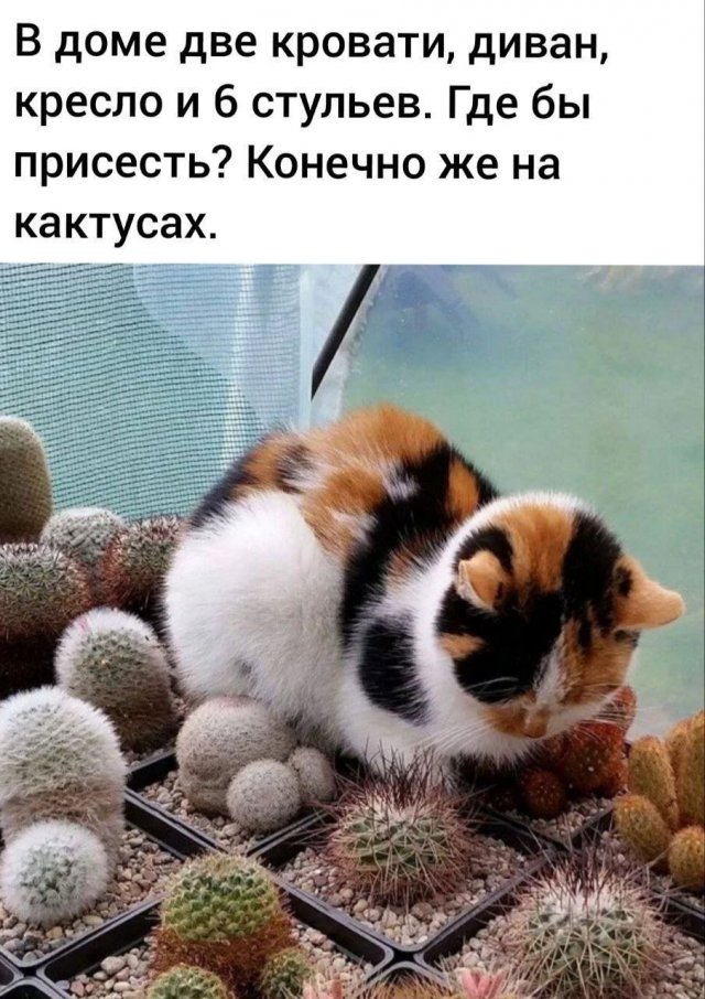 Лучшие шутки и мемы из Сети - 14.08.2025